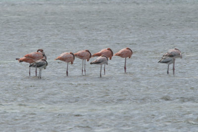 Flamant des Carabes - American flamingo