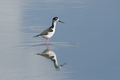 chasse d'Amrique - Black-necked stilt