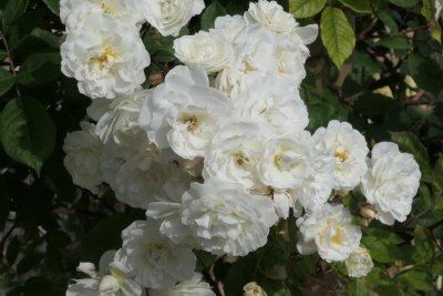 roses