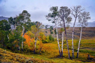 Yellowstone - Hayden Valley 02