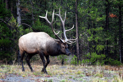 Yellowstone Elk
