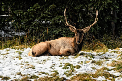 Yellowstone Elk