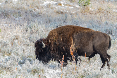 Yellowstone Bison