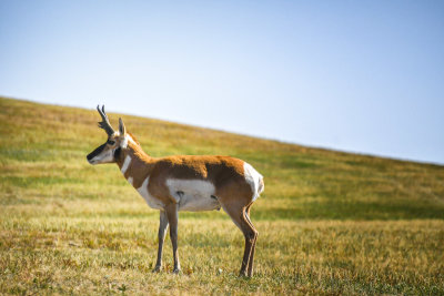 Custer State Park - S Dakota - Wildlife 1