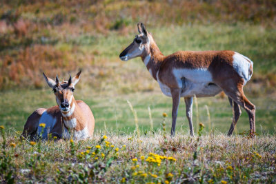 Custer State Park - S Dakota - Wildlife 2