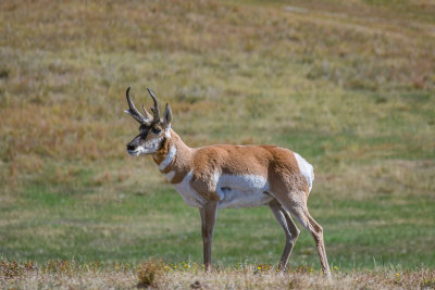 Custer State Park - S Dakota - Wildlife 3