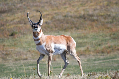 Custer State Park - S Dakota - Wildlife 5