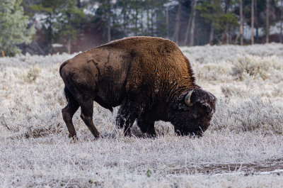 Yellowstone Bison
