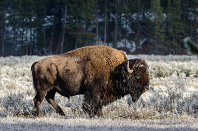 Yellowstone Bison