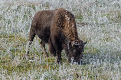 Yellowstone Bison