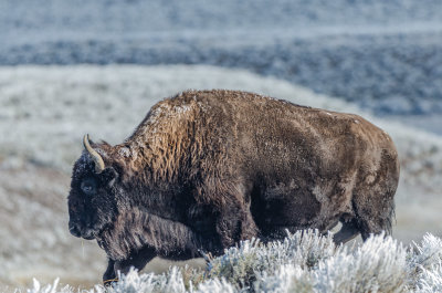 Yellowstone Bison