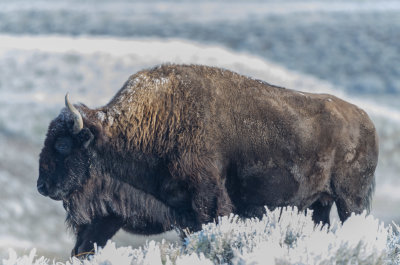Yellowstone Bison