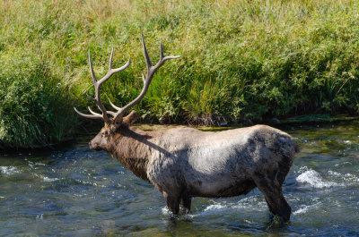 Yellowstone Elk