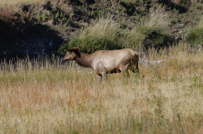 Yellowstone Elk