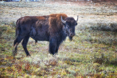 Yellowstone GTNP September 2021