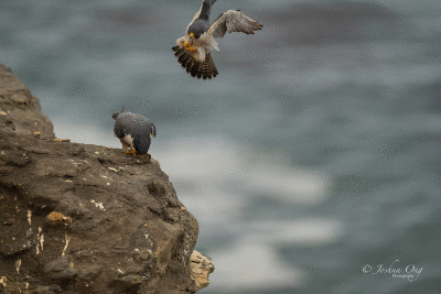 Peregrine falcon mating