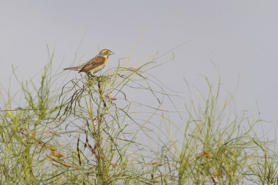 South Texas