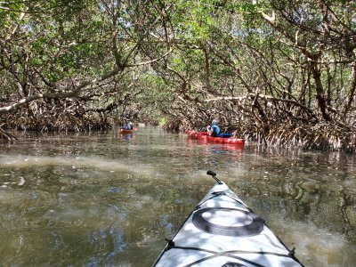 Kayaking through mangrove tunnles