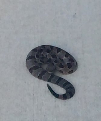 snake.jpg