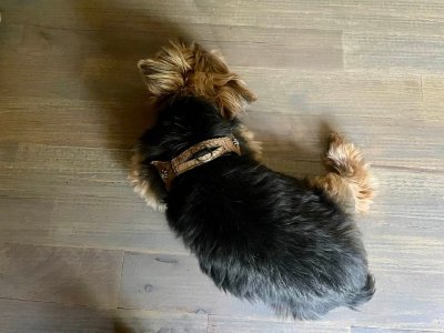 harness.jpg