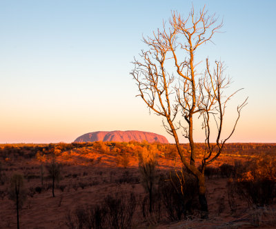 Uluru & Tree.jpg