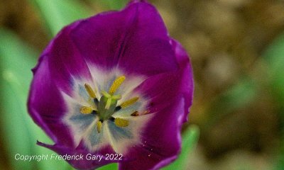 tulip open to sun1_0000.jpg