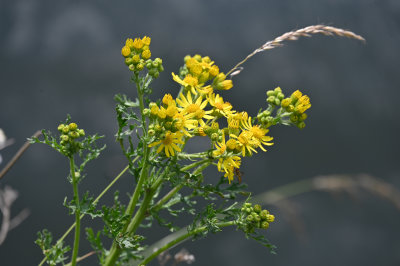 Yellow Daisies