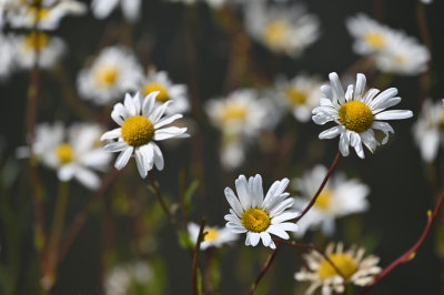 Daisies!