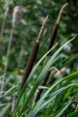 Bullrushes