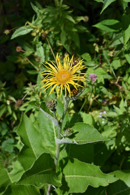 Leopard's Bane