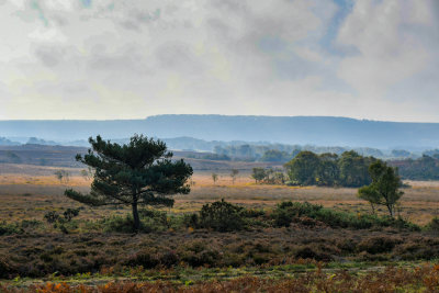Dorset heathland