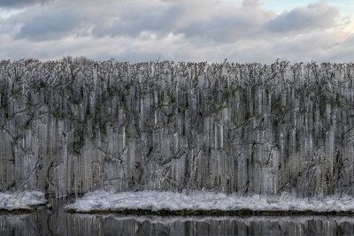 Ice Hedge