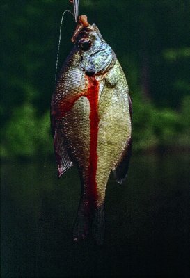 Hooked fish, NC, c. 1976