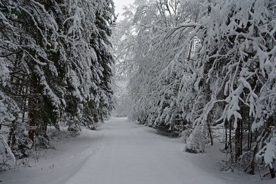 Just a walk in the forest after a winter snow storm