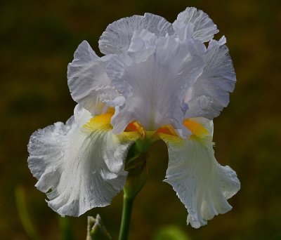 My favorite iris