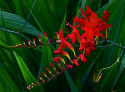 Croscosmia Lucifer