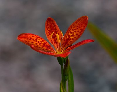 Chinese iris