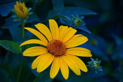 DANS LE SILENCE DES FLEURS 2022