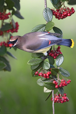 Waxwing with snack copy.jpg