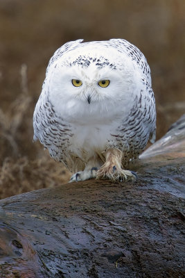 Snow Owl  copy.jpg