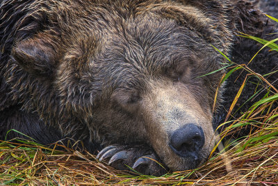 Bruce-Benson-LC-2-Napping-Grizzly copy.jpg