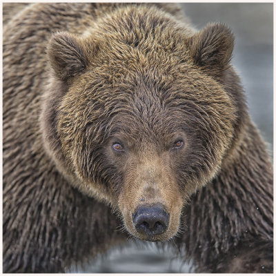 Benson_Bruce_AW_03_Grizzly up close.jpg
