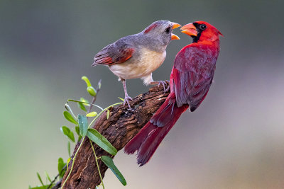 Cardinal love copy.jpg