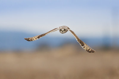 Short Earred Owl.jpg