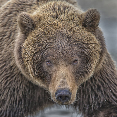 Grizzly Close Up.jpg