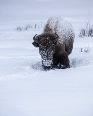 Frosty bison.jpg