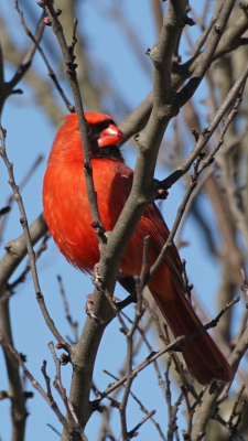 Male Cardinal