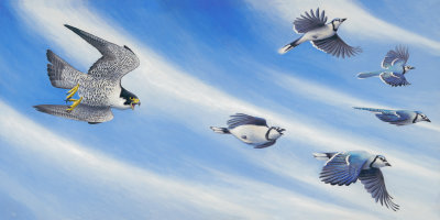 Peregrine Falcon chasing Blue Jays