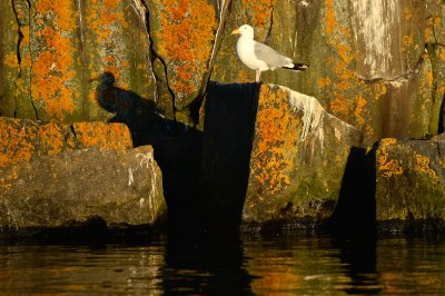 Herring Gull on lichen covered cliff