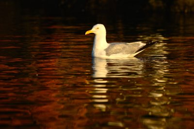 Herring Gull water reflection